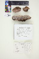 Fomitopsis cajanderi image
