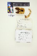 Pholiota adiposa image