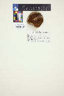Suillus lakei image