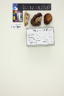 Russula xerampelina image