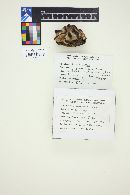 Lentinellus ursinus image