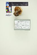 Lentinellus ursinus image