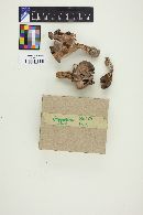 Gyromitra infula image