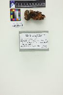 Helvella infula image