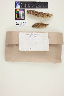 Calocera cornea image