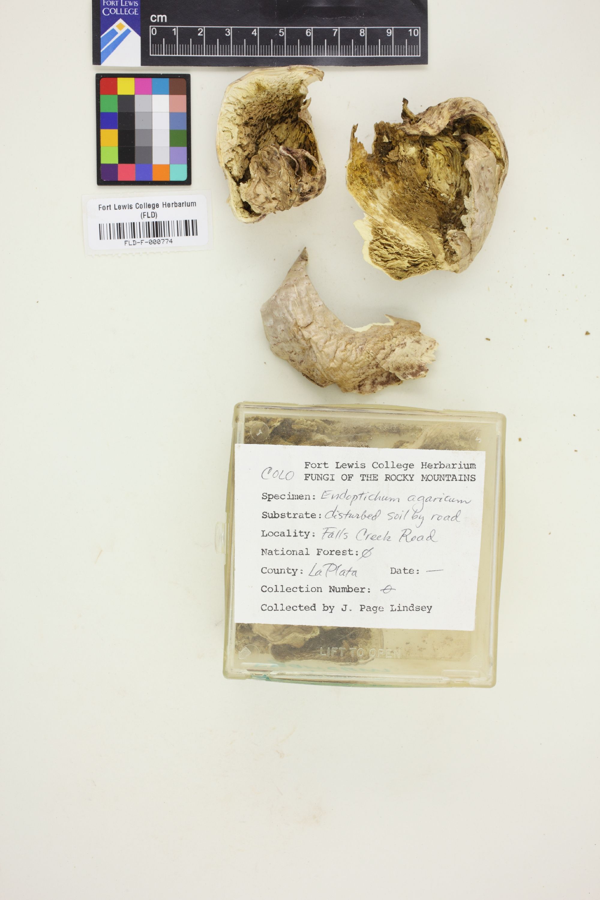 Endoptychum