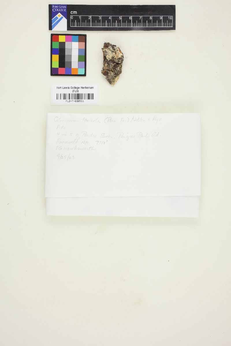 Gloeoporus taxicola image