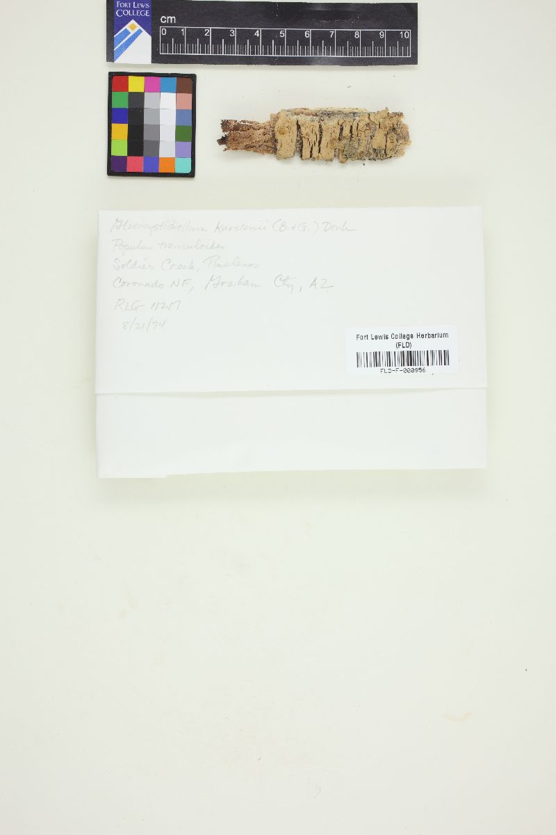 Conferticium karstenii image
