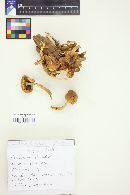 Hypholoma fasciculare var. fasciculare image