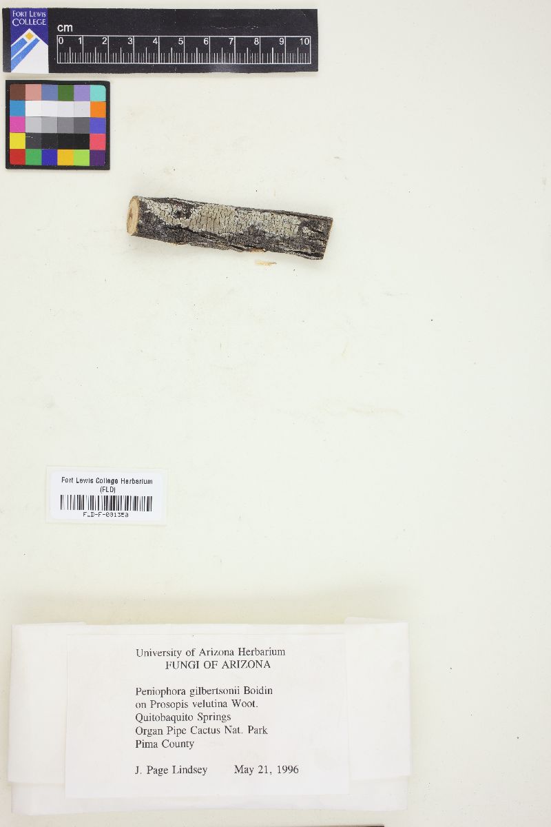 Peniophora gilbertsonii image