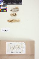 Hyphoderma cremeoalbum image