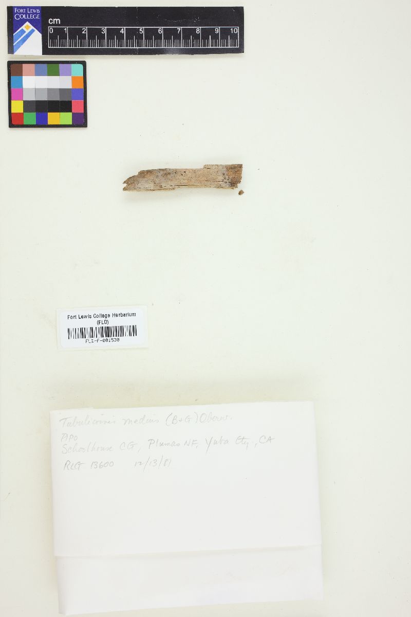 Tubulicrinis medius image