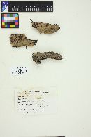 Peniophora rufa image