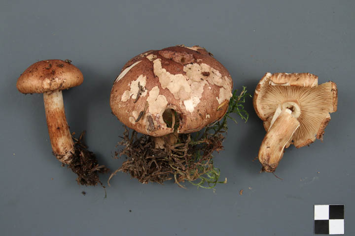 Tricholoma transmutans image