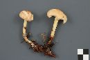 Rhodocollybia maculata image