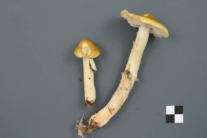 Tricholoma fumosoluteum image