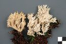 Clavulina coralloides image