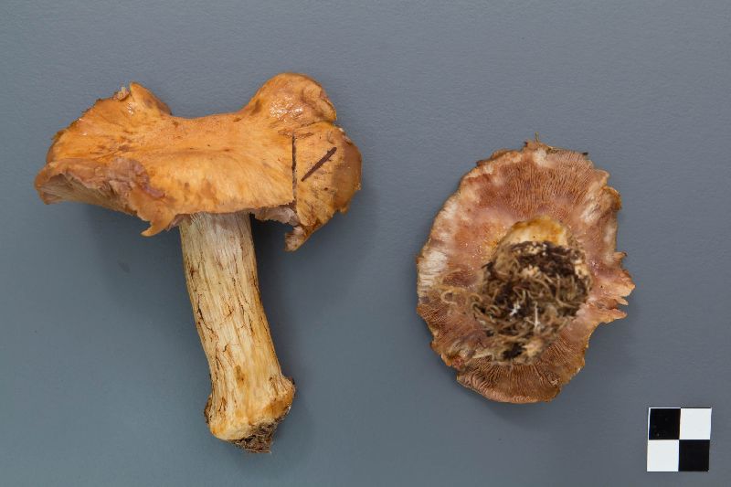 Cortinarius fulvo-ochrascens image