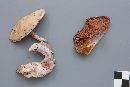 Cortinarius quarciticus image