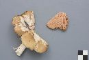 Entoloma rhodopolium image