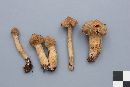 Cortinarius angelesianus image
