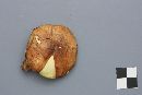 Suillus luteus image
