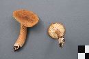 Lactarius rufus image