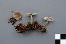 Media resource of Hygrocybe mycenoides