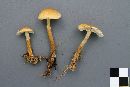Cystoderma amianthinum image