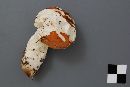 Russula xerampelina image