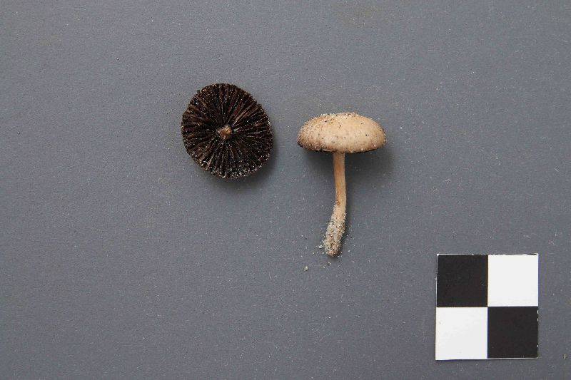 Inocybe dunensis image
