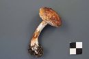 Austroboletus gracilis image