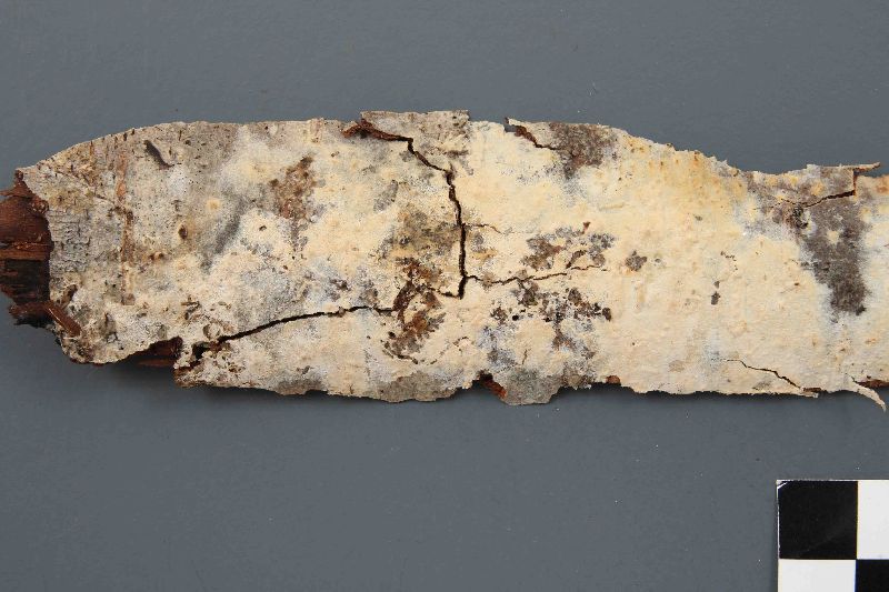 Hyphoderma setigerum image