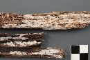 Hyphodontia aspera image
