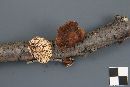 Thumbnail image of current specimen