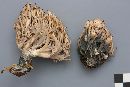 Clavulina coralloides image