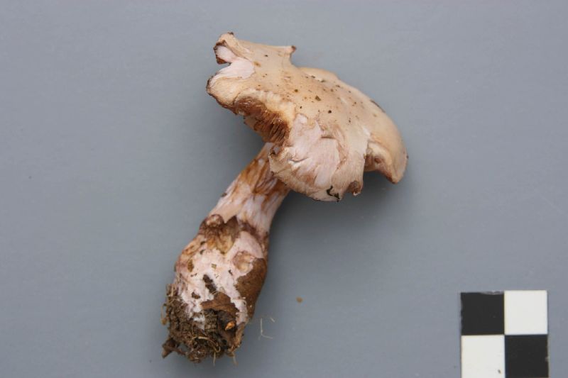 Cortinarius porphyropus image