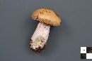 Cortinarius delibutus image