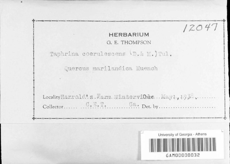Taphrina caerulescens image