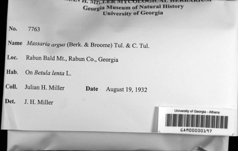 Massaria argus image