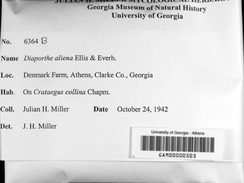 Diaporthe aliena image