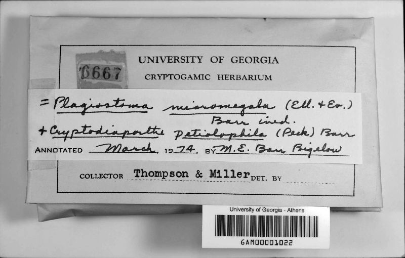 Plagiostoma micromegalum image