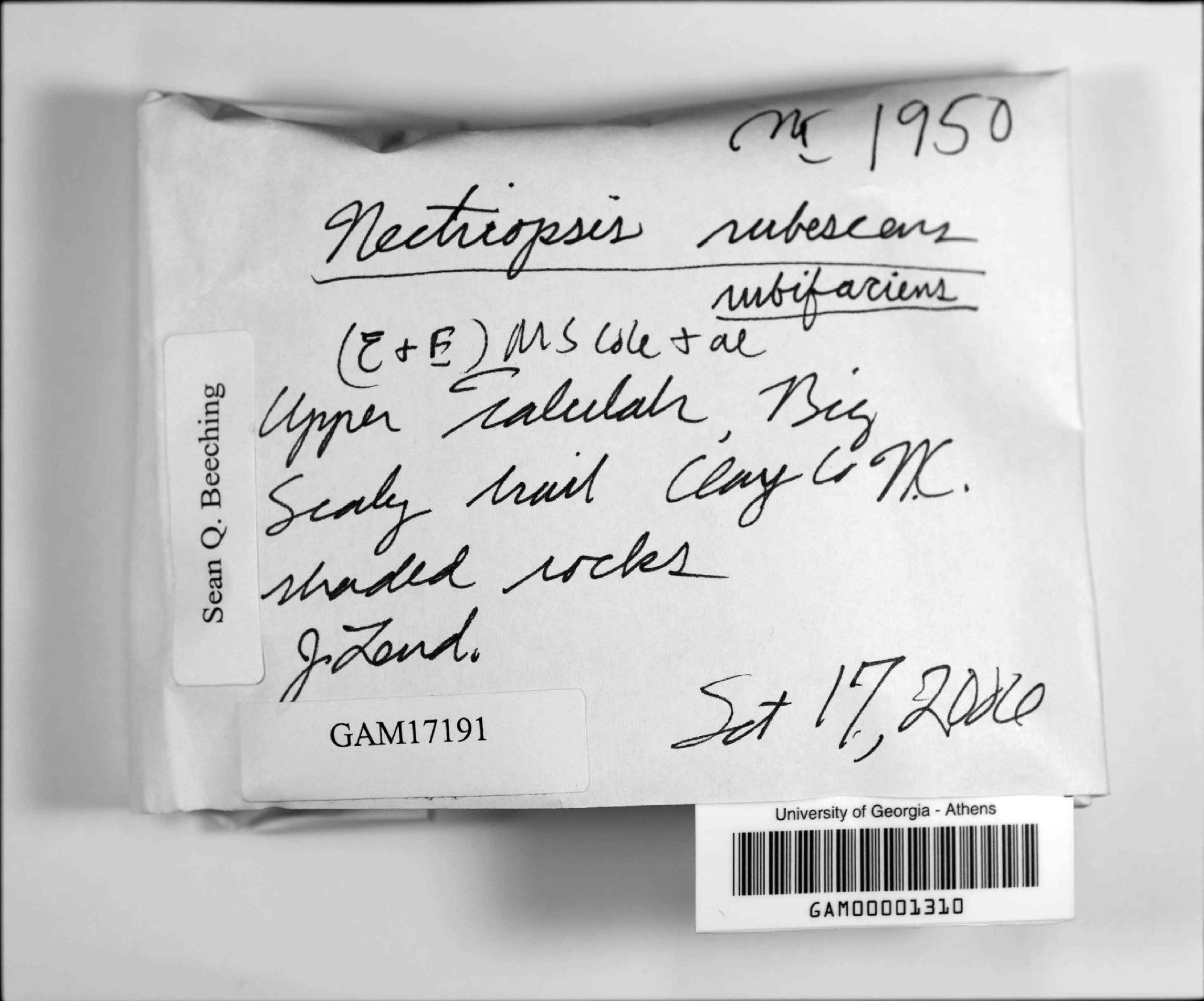 Nectriopsis rubefaciens thumbnail
