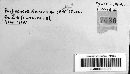 Media resource of Dothidea ambrosiae