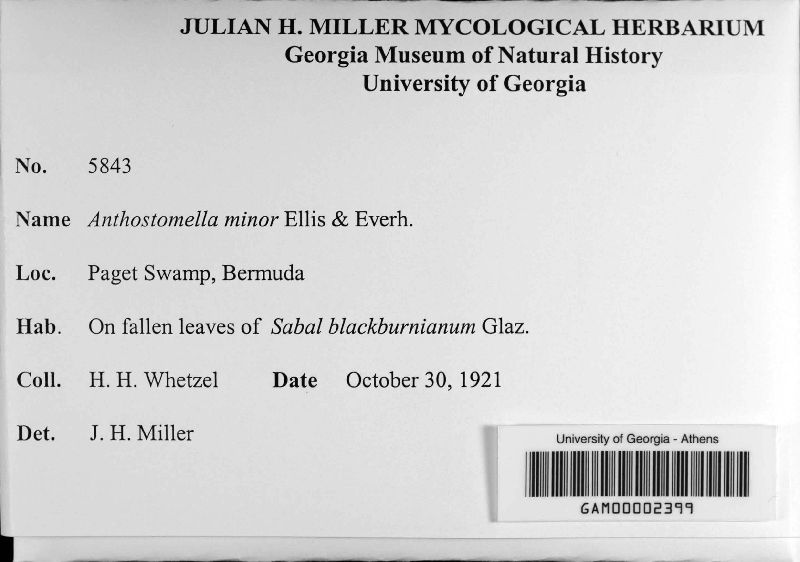 Anthostomella minor image