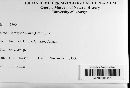 Diatrype bullata image