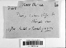Diatrype disciformis image