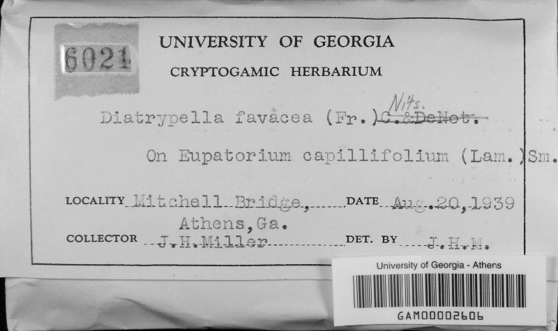 Diatrypella favacea image