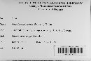 Botryosphaeria obtusa image