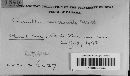 Camillea mucronata image